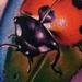 Tattoos - Lady Bug Color Brent Olson Art Junkies Tattoo - 57997